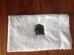 Jeep Cj Wagon Truck Commando Dana 20 Transfer Case Rear Cover Plate. Fixed Price $16.00.